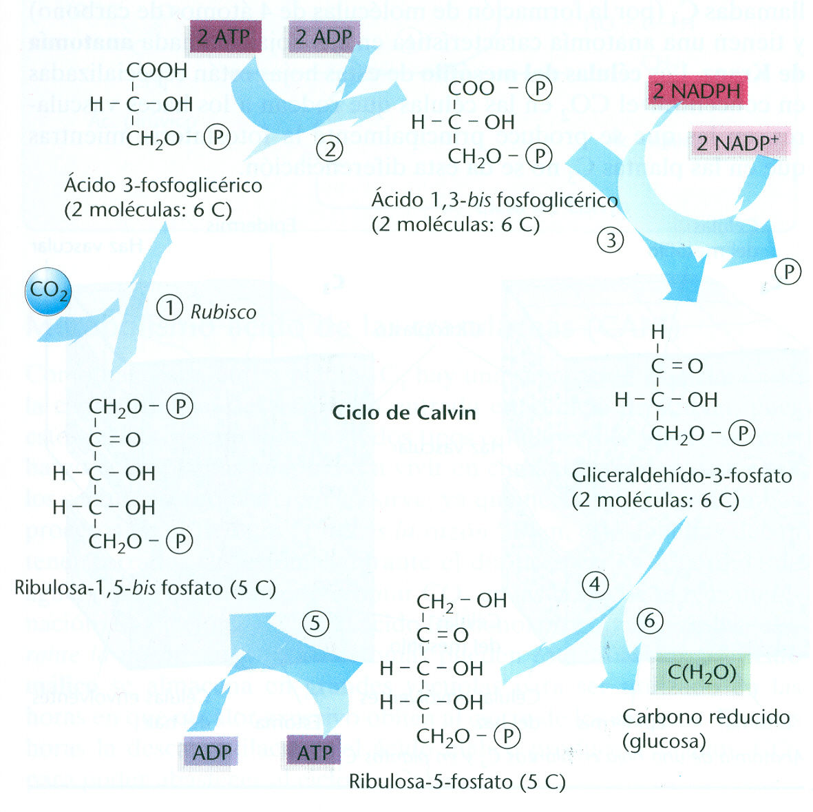 Anabolismo autotrofo y heterotrofo