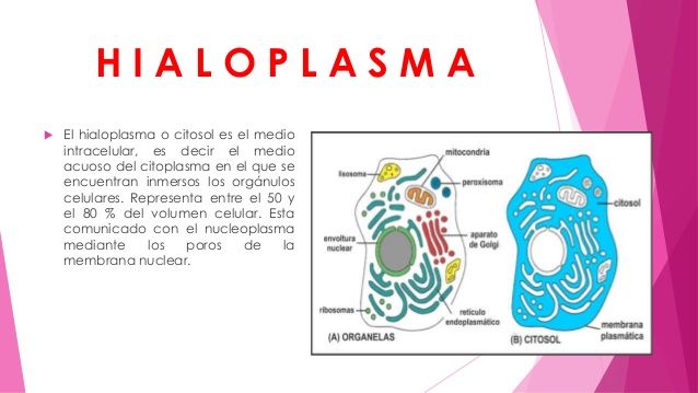 Anabolismo autotrofo y heterotrofo