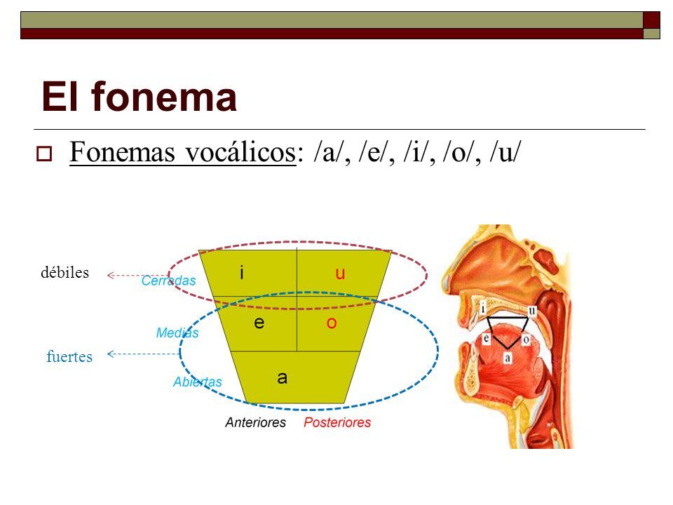 Aspectos fundamentales de la gramática del Español