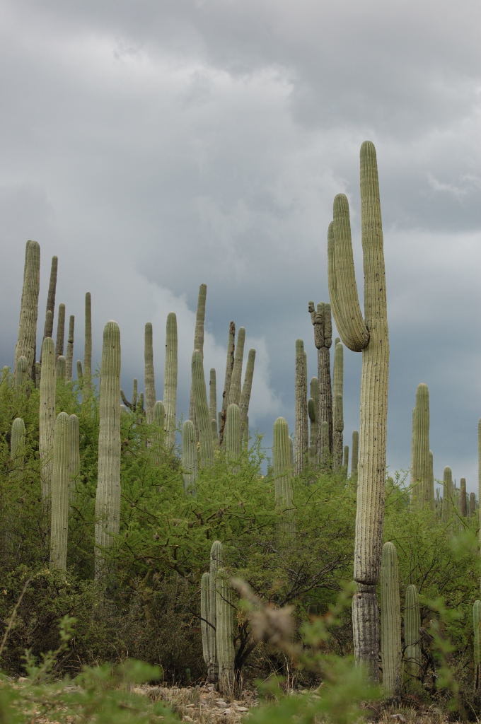 PRINCIPALES ECOSISTEMAS EN MÉXICO