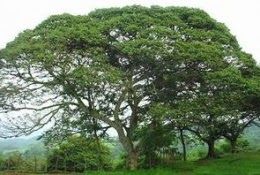 PRINCIPALES ECOSISTEMAS EN MÉXICO