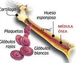 TRAMPAS EXTRACELULARES DE NEUTROFILOS ¿AMIGAS O ENEMIGAS?