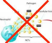 TRAMPAS EXTRACELULARES DE NEUTROFILOS ¿AMIGAS O ENEMIGAS?