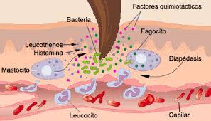 TRAMPAS EXTRACELULARES DE NEUTROFILOS ¿AMIGAS O ENEMIGAS?