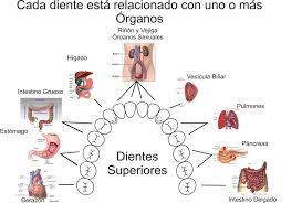 Relación de los problemas de salud oral con el organismo.