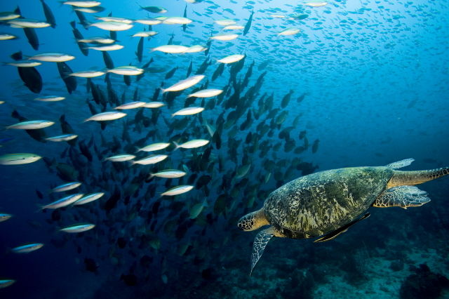 Biodiversidad mexicana