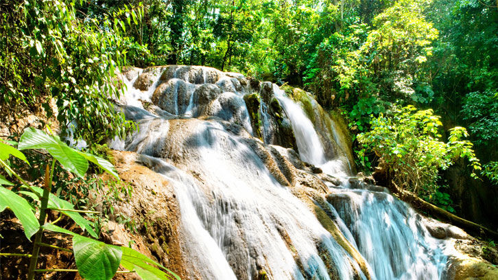 Biodiversidad mexicana