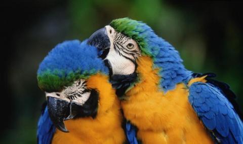 Biodiversidad mexicana