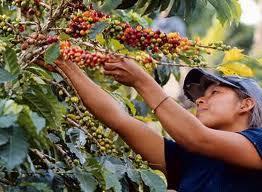 Juan Valdez y su innovacion en cafetizacion