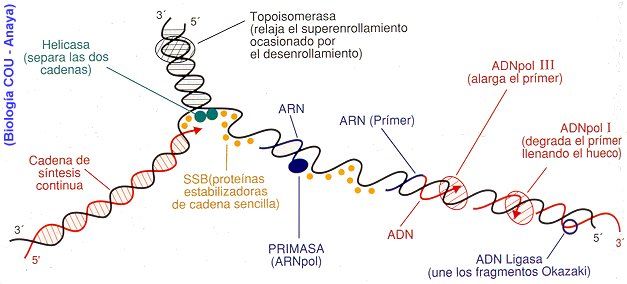 Replicación, transcripción y traducción del ADN y ARN