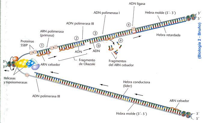 Replicación, transcripción y traducción del ADN y ARN