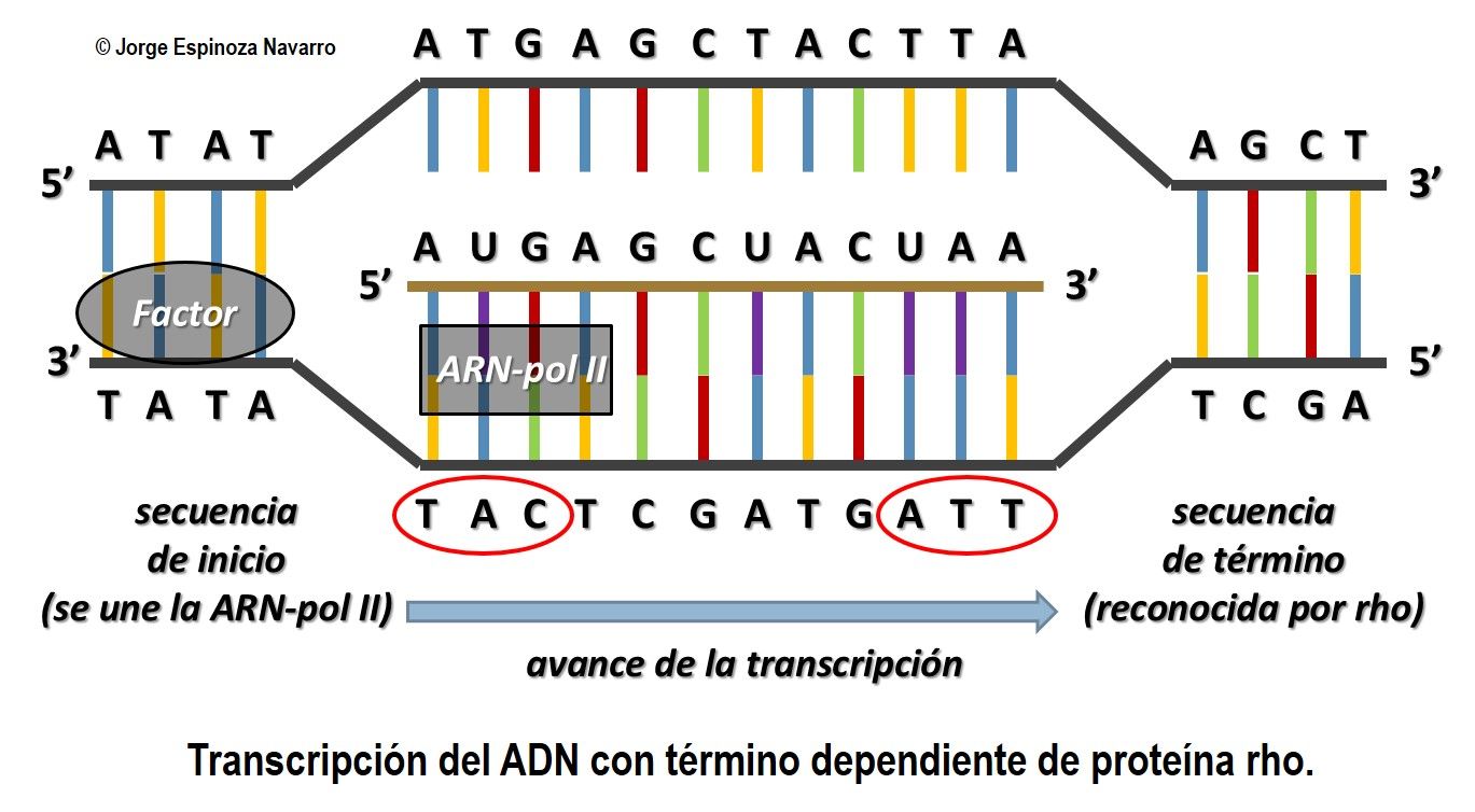 Replicación, transcripción y traducción del ADN y ARN