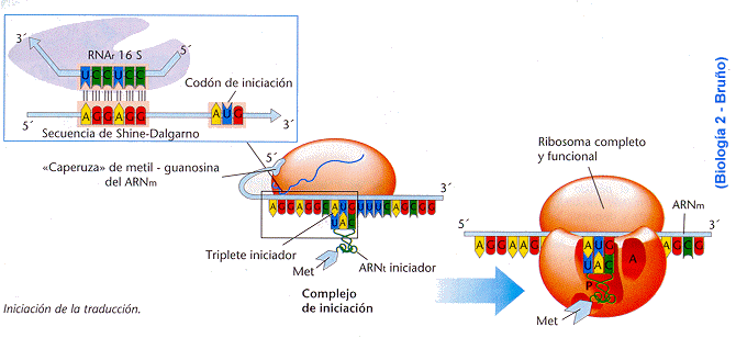 Replicación, transcripción y traducción del ADN y ARN