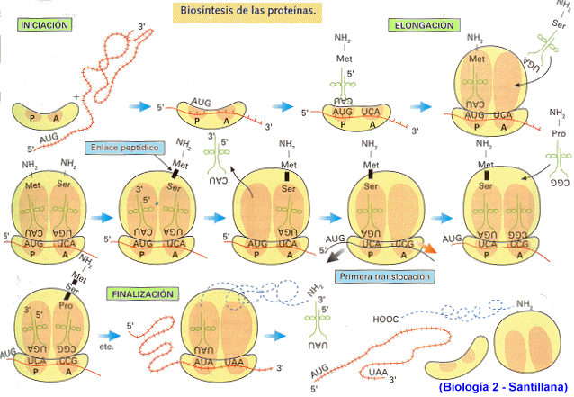 Replicación, transcripción y traducción del ADN y ARN
