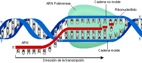 Replicación, transcripción y traducción del ADN y ARN