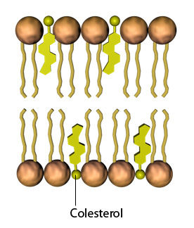 Membrana celular por Marcelo Vera L. y Gabriel Fasce