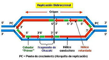 Replicación, transcripción y traducción del ADN y ARN