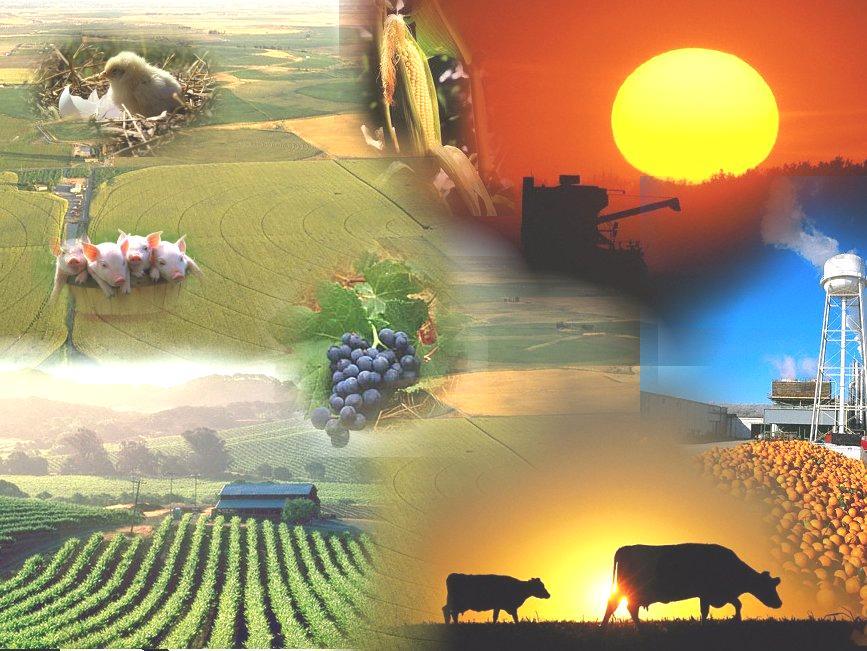 Mix del Mercado Productividad Agraria Incluyente a partir de Educación Financiera