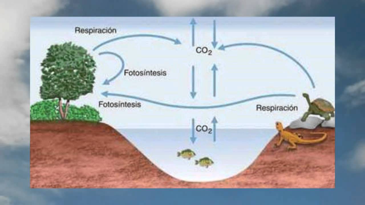 LA RESPIRACIÓN CELULAR