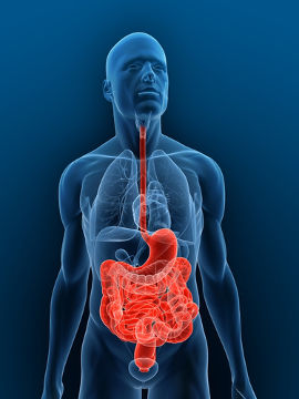 Sistema Gastro Intestinal