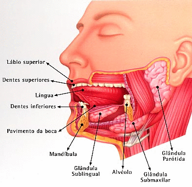 Sistema Gastro Intestinal