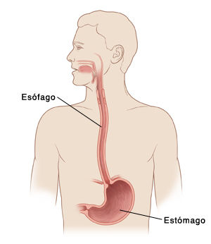 Sistema Gastro Intestinal