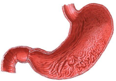 Sistema Gastro Intestinal