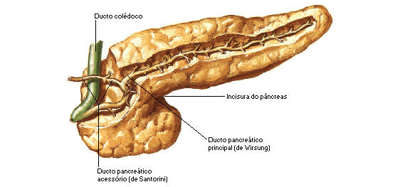 Sistema Gastro Intestinal
