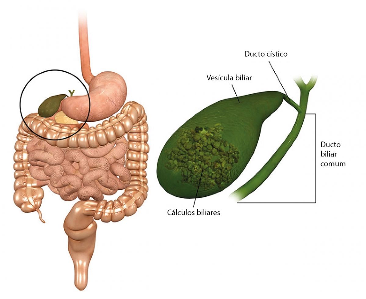 Sistema Gastro Intestinal