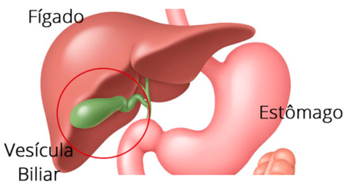 Sistema Gastro Intestinal