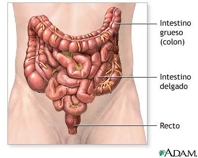 Sistema Gastro Intestinal