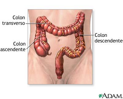 Sistema Gastro Intestinal