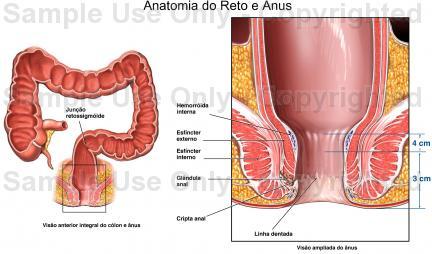Sistema Gastro Intestinal