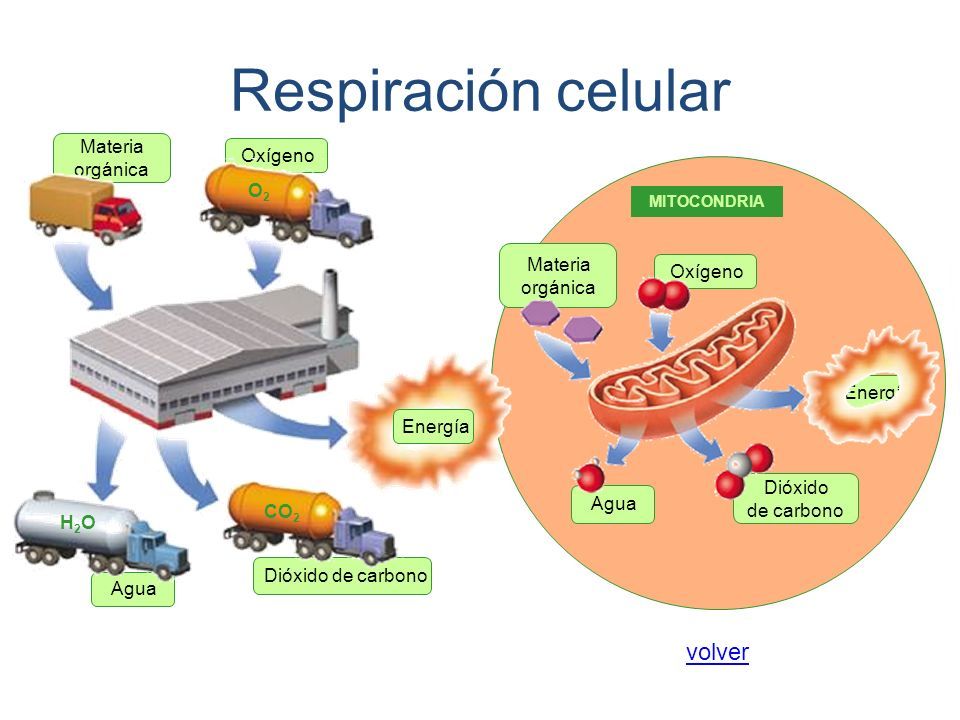 Respiración Celular