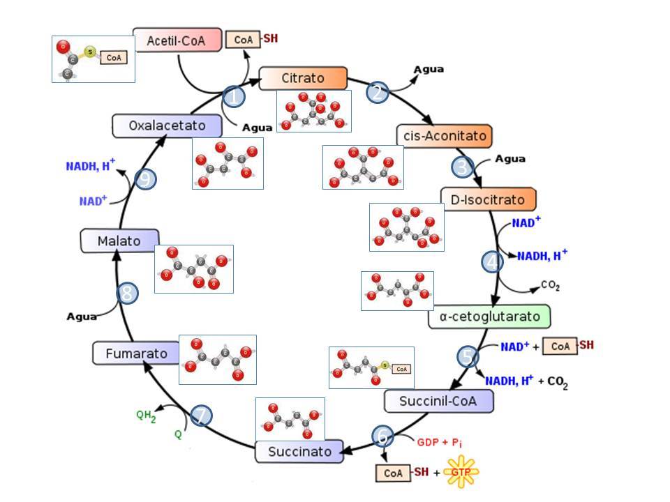 Respiración Interna