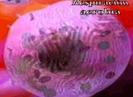 Respiración celular, ORGANIZACIÓN CELULAR Y MOLECULAR