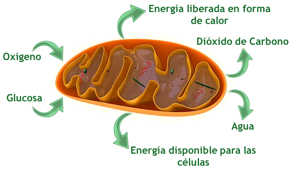 Respiración celular, ORGANIZACIÓN CELULAR Y MOLECULAR