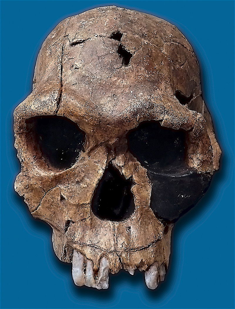 Línea de Tiempo: Evolución Humana