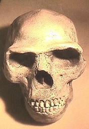 Línea de Tiempo: Evolución Humana