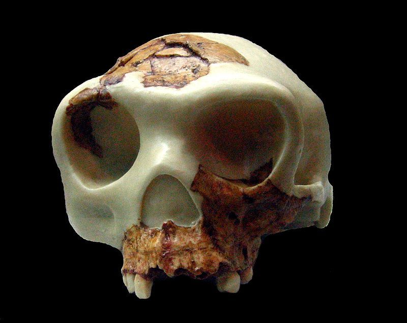 Línea de Tiempo: Evolución Humana