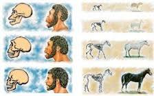 CARACTERÍSTICAS ESENCIALES DE LOS SERES VIVOS