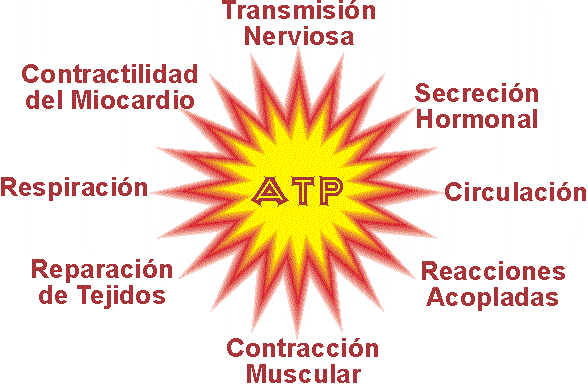 CARACTERÍSTICAS ESENCIALES DE LOS SERES VIVOS