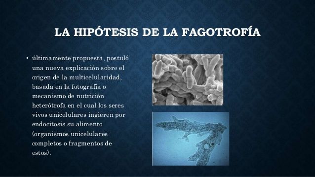 ORIGEN DE LA PLURICELULARIDAD