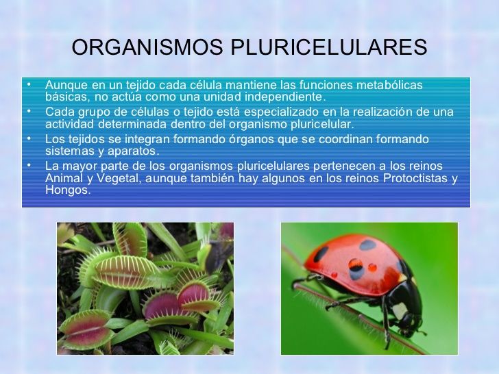 ORIGEN DE LA PLURICELULARIDAD