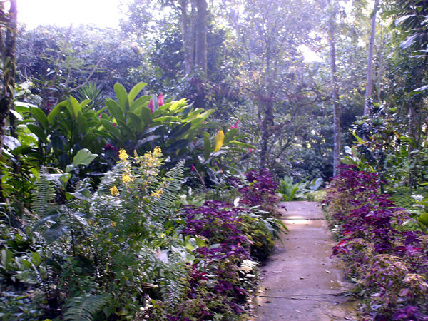 IBAGUE AMBIENTAL