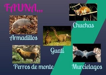 IBAGUE AMBIENTAL