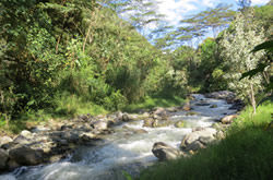 IBAGUE AMBIENTAL