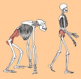 ORIGEN Y EVOLUCIÓN DE LA HUMANIDAD 1
