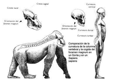 ORIGEN Y EVOLUCIÓN DE LA HUMANIDAD 1