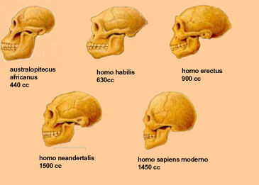 ORIGEN Y EVOLUCIÓN DE LA HUMANIDAD 1